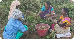 Model Farm Strengthening