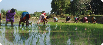 Strengthen Demonstration Farms