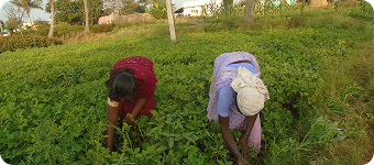 Promote Collective Farming Among Women
